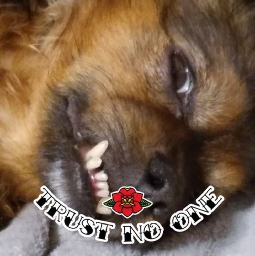 Meet your Posher, Shawn